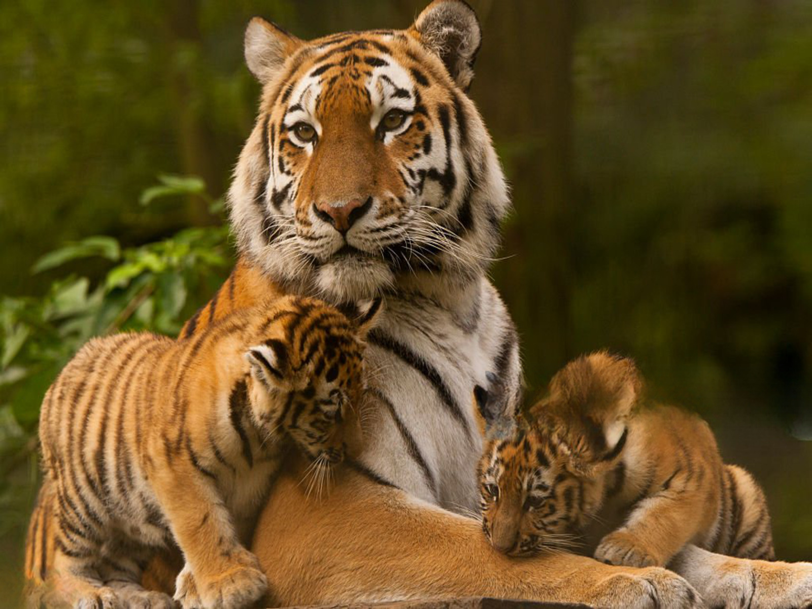 JIM CORBETT