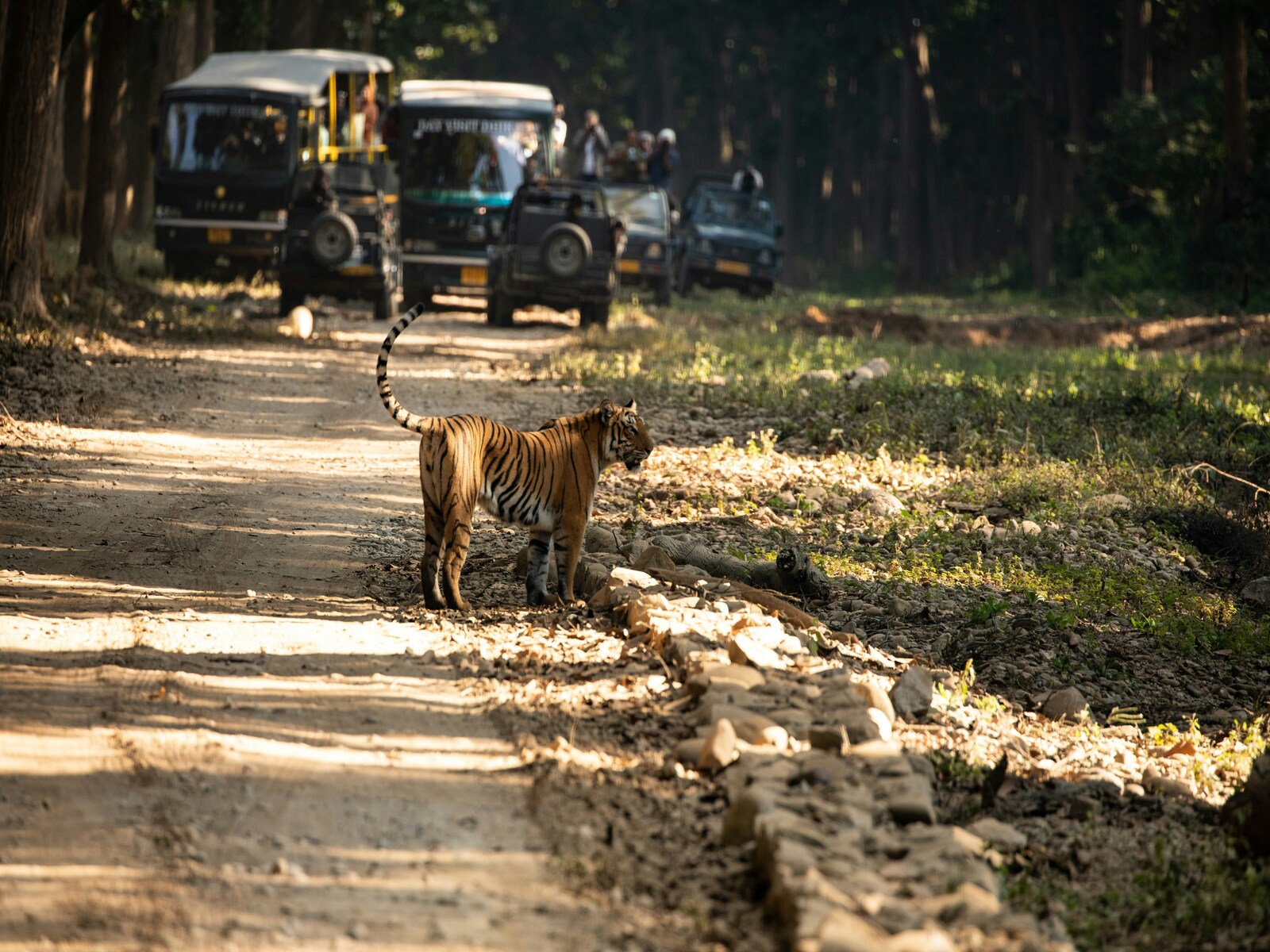 CORBETT SAFARI TOUR